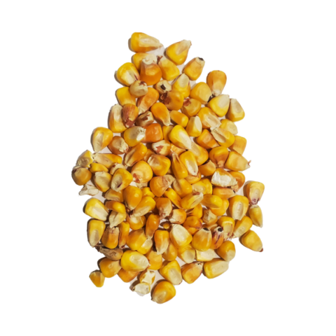 Grains pour oiseaux province du Québec | Grains Jeans de guise