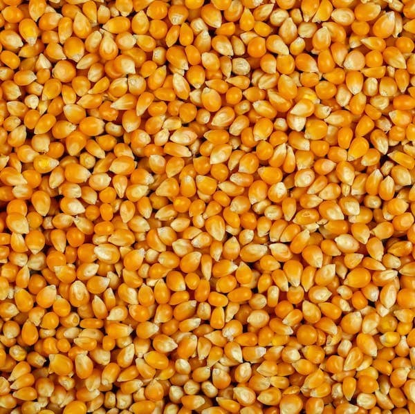 Grand choix de graine pour oiseaux au Québec | Grains Jeans de guise