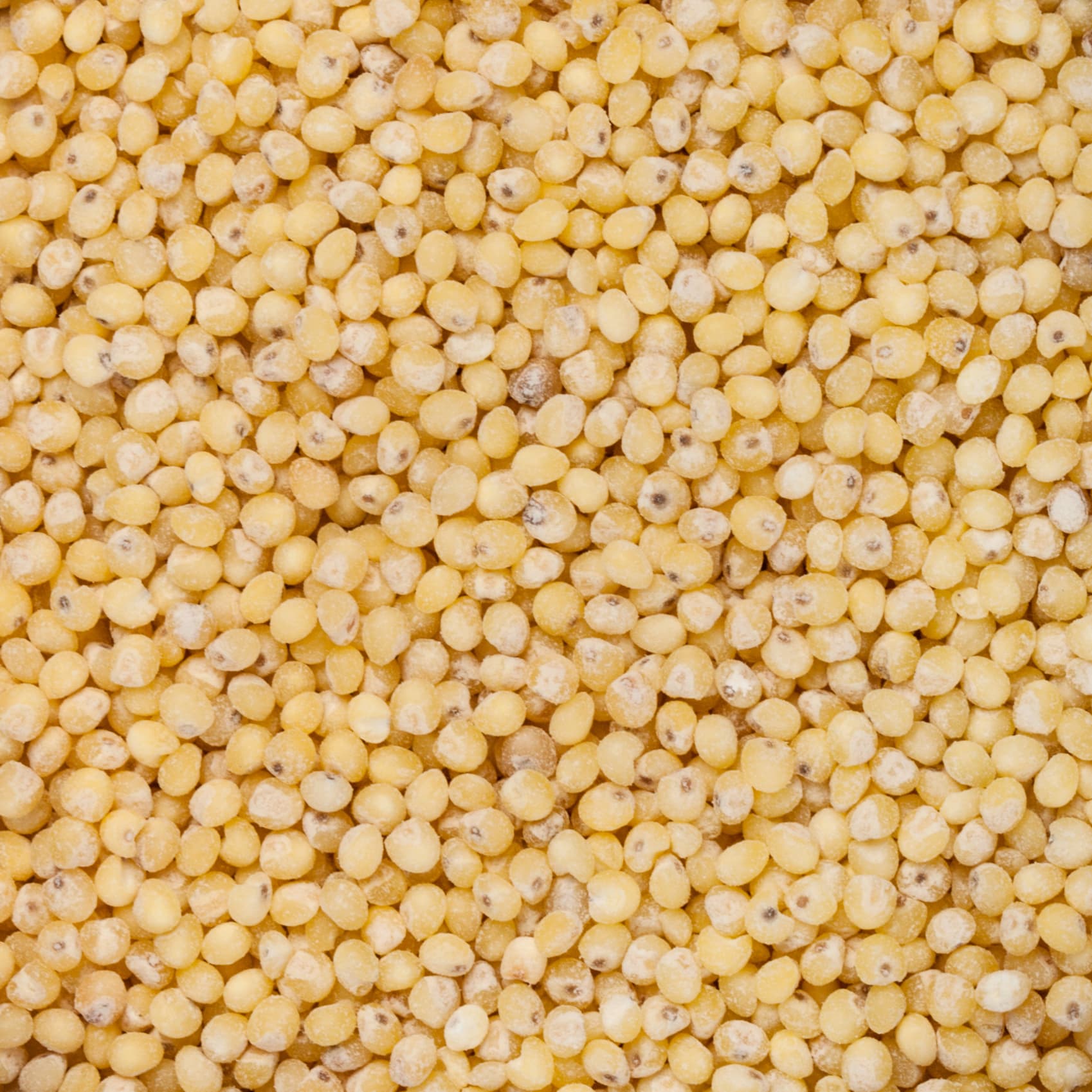 Grand choix de graine pour oiseaux au Québec | Grains Jeans de guise